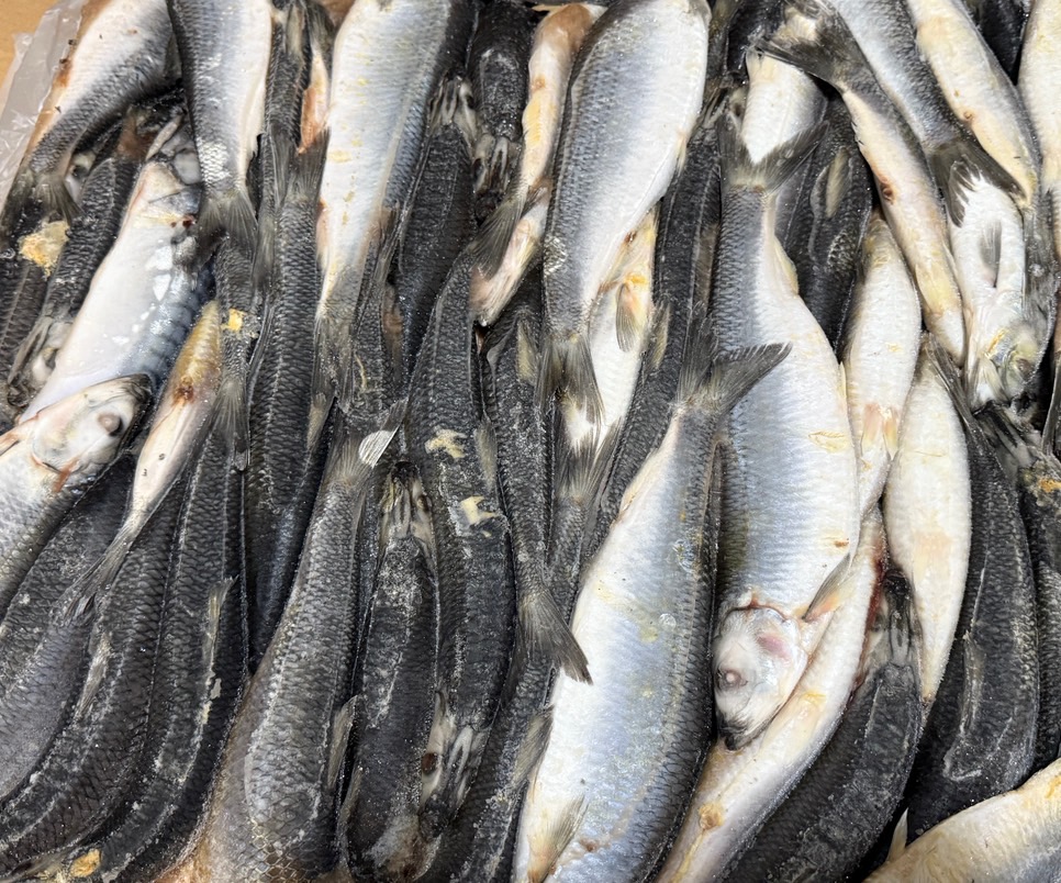 オランダ産 冷凍ニシン 150g-199g
