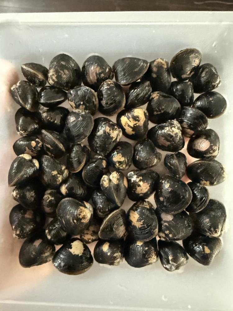 島根県産 冷凍大和しじみ 200g